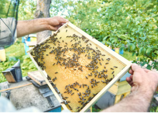 A Professional Approach to Honey Bee Removal Honey Bee Removal