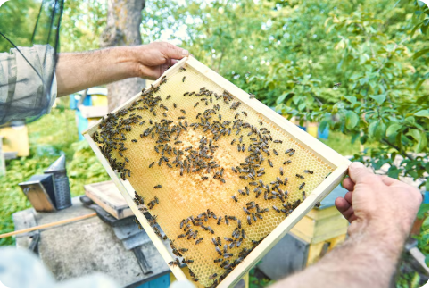 Honey Bee Removal Honey Bee Removal
